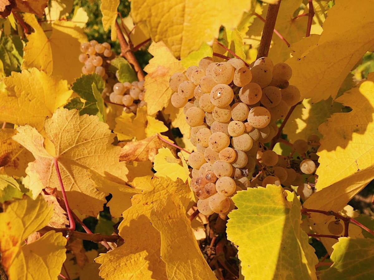 Weingut-Aparthotel Olinger Mehring  Ngoại thất bức ảnh